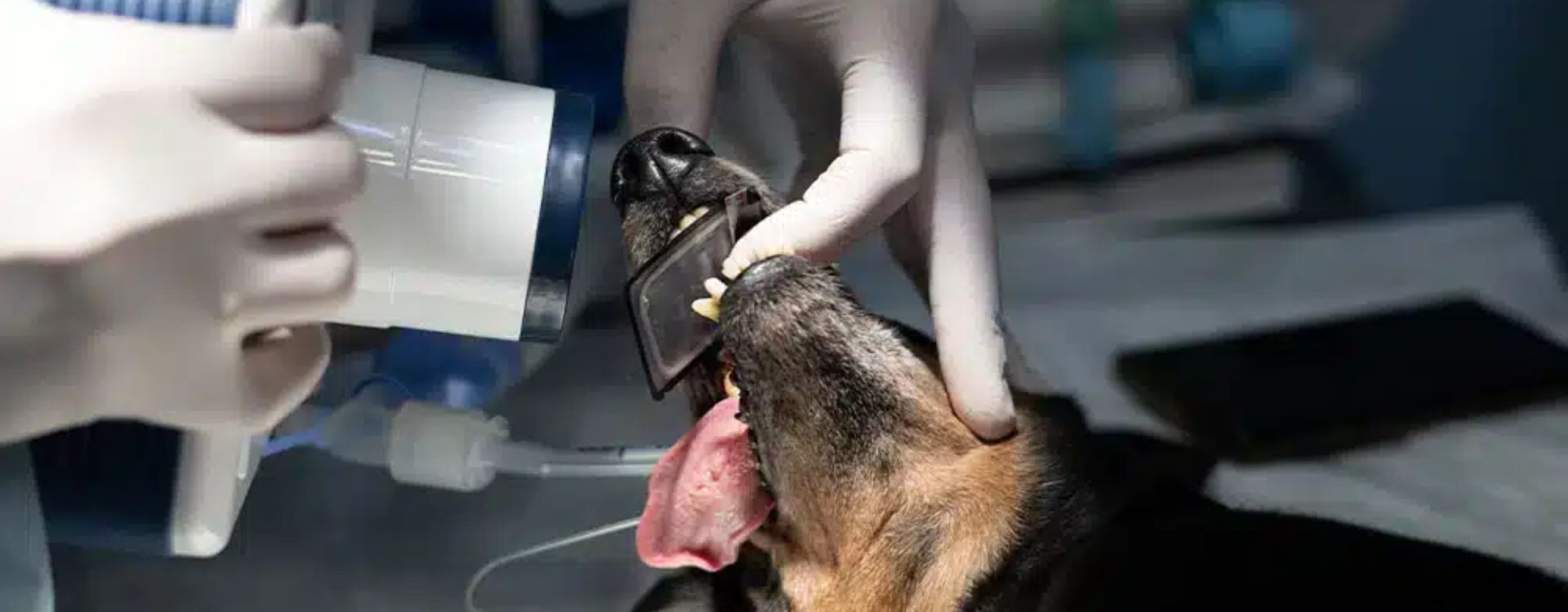 Dental X-Rays