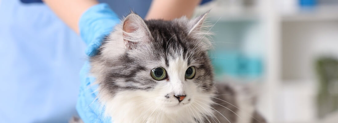 Dental Care Cat 2
