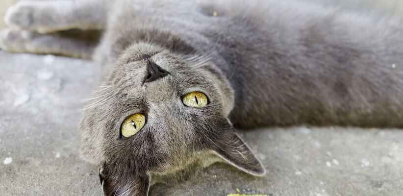 Dental Care Cat 3